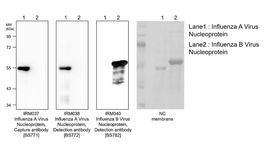 IRM040 Influenza B Virus Nucleoprotein, Detection antibody [BS782] 