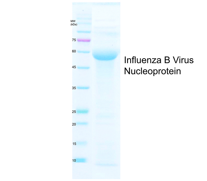 IRRP7011 Influenza B Virus Nucleoprotein