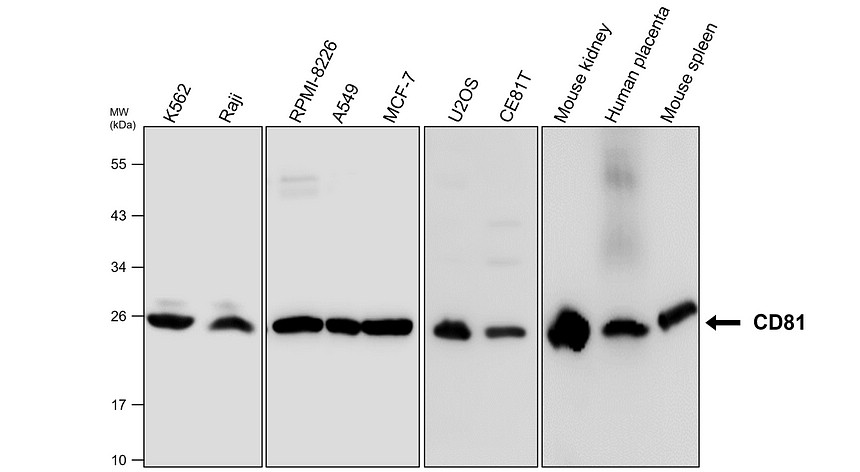 IR302-987 anti-CD81 antibody WB image