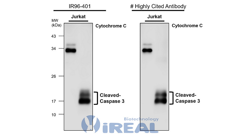 IR96-401 anti-Caspase 3 p17/19 antibody WB image