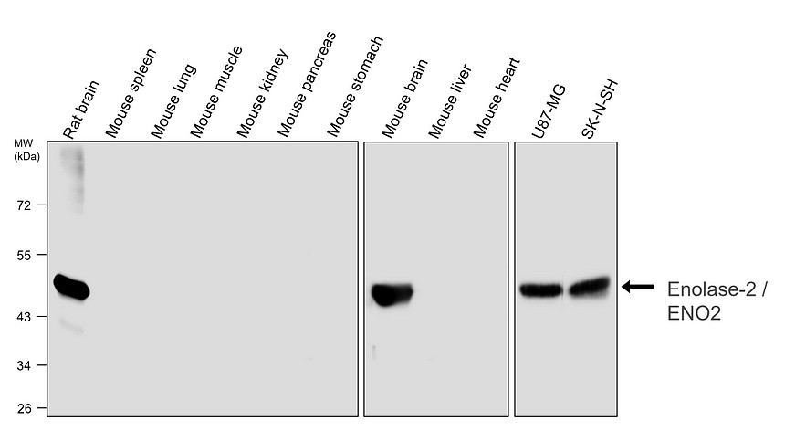 IR31-90 anti-NSE / Enolase-2 antibody WB image IR31-90 anti-NSE / Enolase-2 antibody WB image