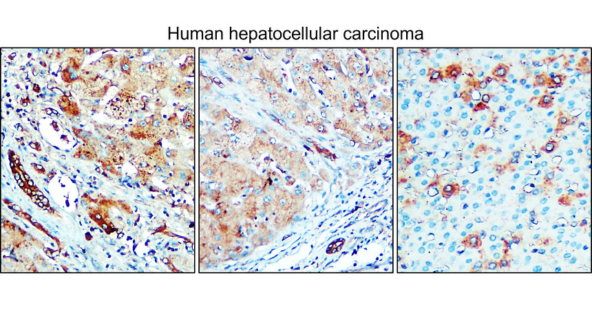 IR31-90 anti- NSE / Enolase-2 antibody IHC image