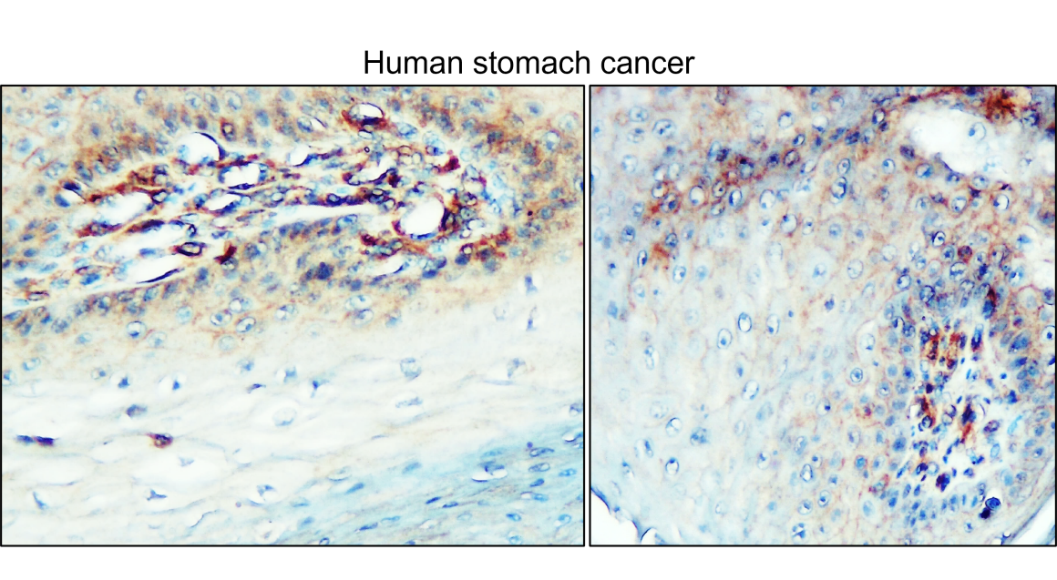 IR31-90 anti- NSE / Enolase-2 antibody IHC image