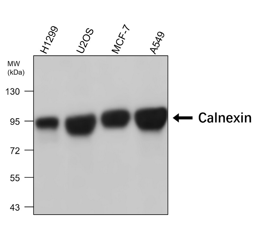 IRM041 Calnexin, monoclonal antibody WB image IRM041 Calnexin, monoclonal antibody WB image