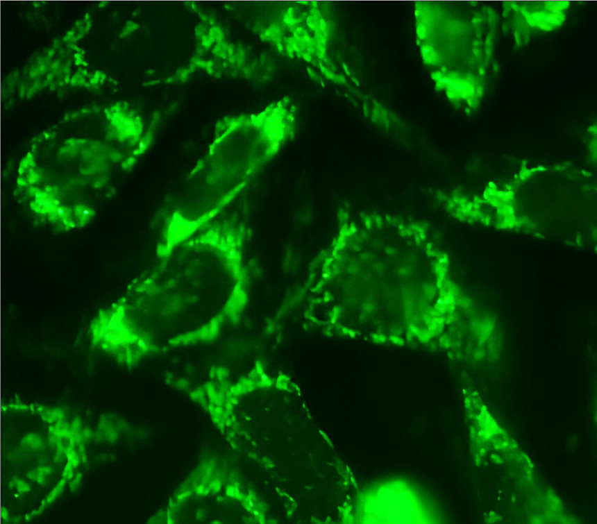 IRM041 Calnexin, monoclonal antibody ICC/IF image IRM041 Calnexin, monoclonal antibody ICC/IF image