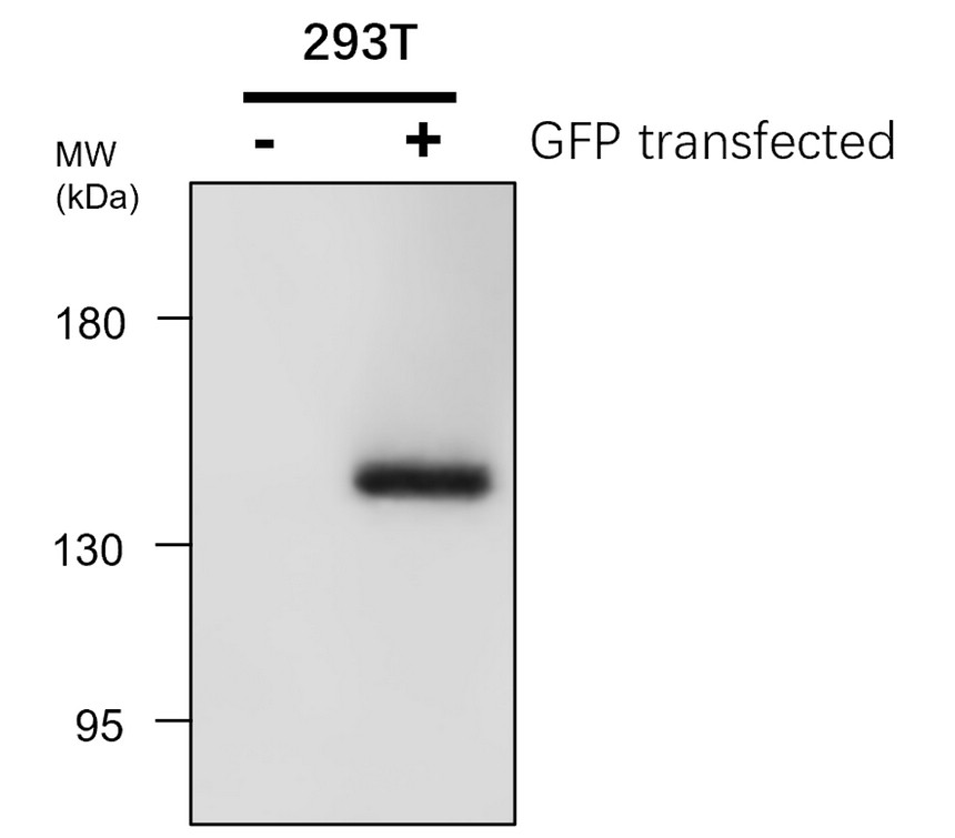 IRM043 GFP, monoclonal antibody WB image IRM043 GFP, monoclonal antibody WB image