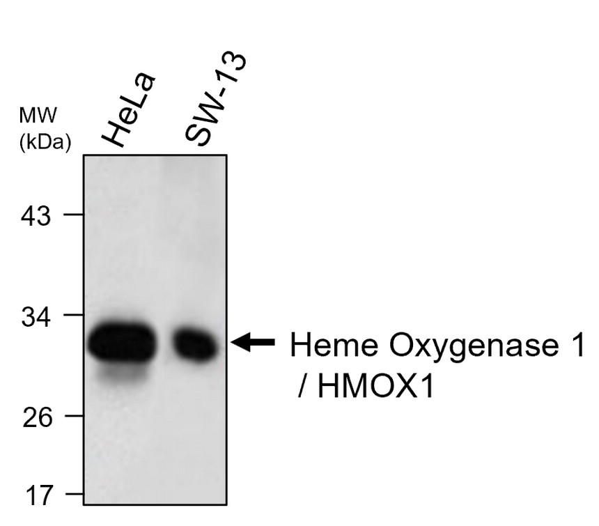 IRM044 Heme Oxygenase 1 / HMOX1, monoclonal antibody WB image IRM044 Heme Oxygenase 1 / HMOX1, monoclonal antibody WB image