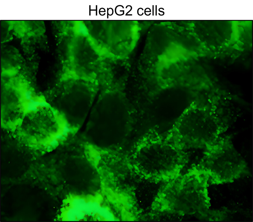 IRM044 Heme Oxygenase 1 / HMOX1, monoclonal antibody ICC/IF image IRM044 Heme Oxygenase 1 / HMOX1, monoclonal antibody ICC/IF image