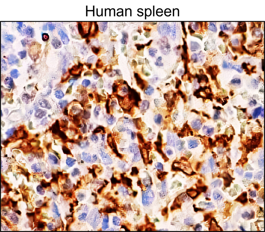IRM044 Heme Oxygenase 1 / HMOX1, monoclonal antibody IHC image IRM044 Heme Oxygenase 1 / HMOX1, monoclonal antibody IHC image