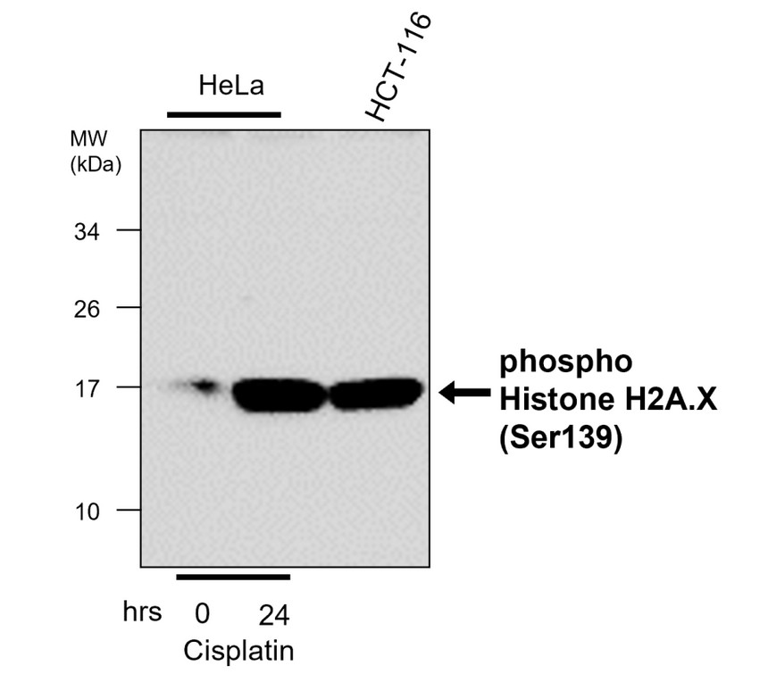 IRM045 phospho Histone H2A.X (Ser139), monoclonal antibody WB image