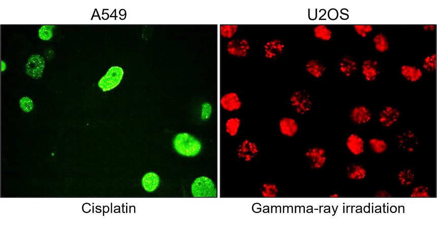 IRM045 phospho Histone H2A.X (Ser139), monoclonal antibody ICC/IF image