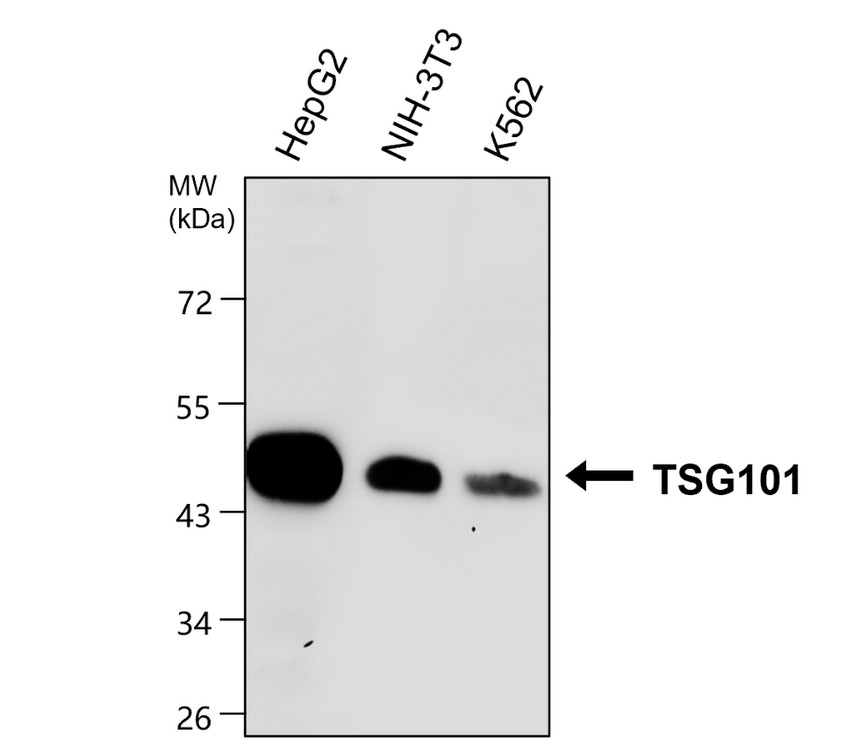 IRM046 TSG101, monoclonal antibody WB image IRM046 TSG101, monoclonal antibody WB image