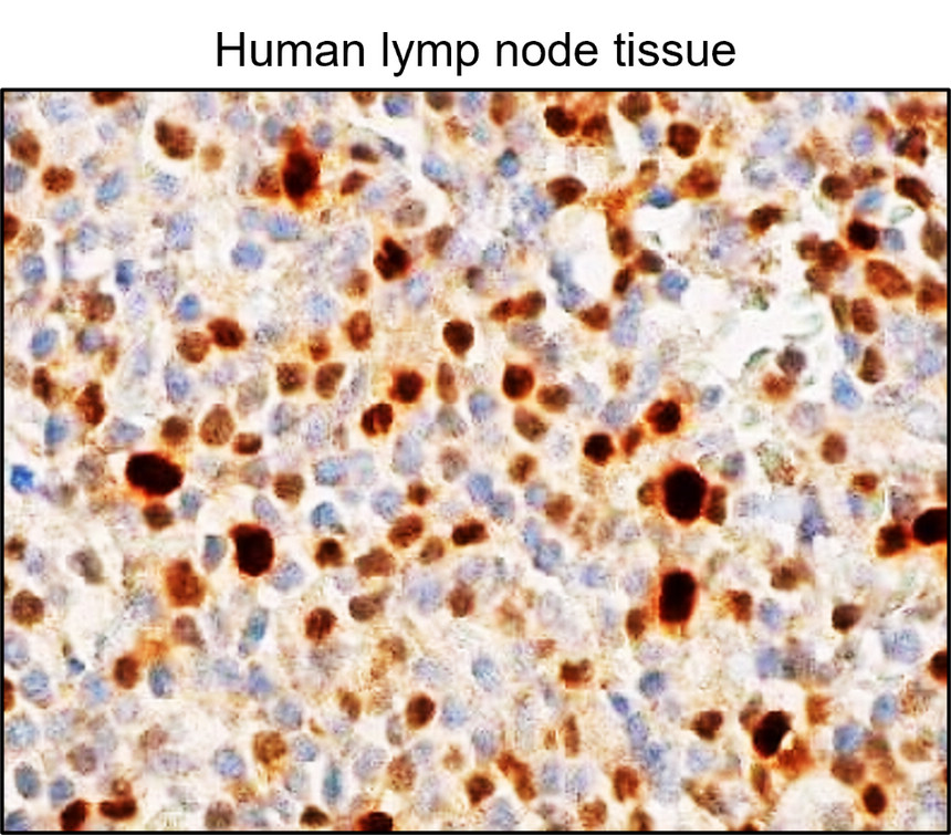 IRM047 RUNX2, monoclonal antibody IHC image IRM047 RUNX2, monoclonal antibody IHC image