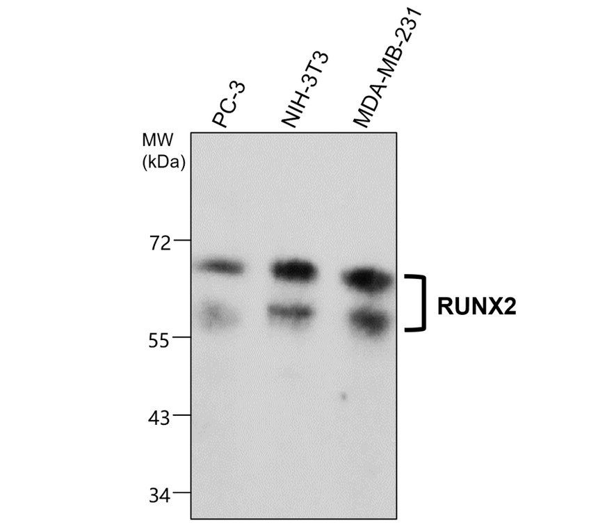 IRM047 RUNX2, monoclonal antibody WB image IRM047 RUNX2, monoclonal antibody WB image