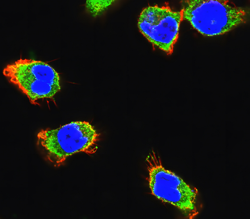 IR60-205 anti-Paxillin antibody customer feedback image