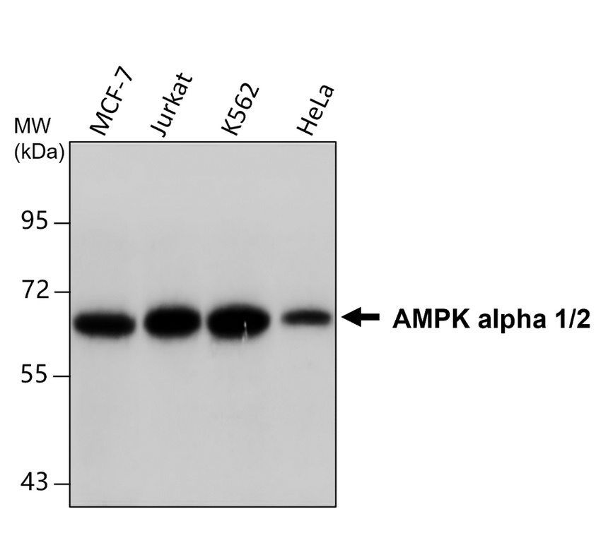IRM050 AMPK alpha 1/2 monoclonal antibody WB image IRM050 AMPK alpha 1/2 monoclonal antibody WB image