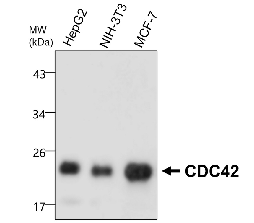 IRM048, CDC42, monoclonal antibody WB image IRM048, CDC42, monoclonal antibody WB image
