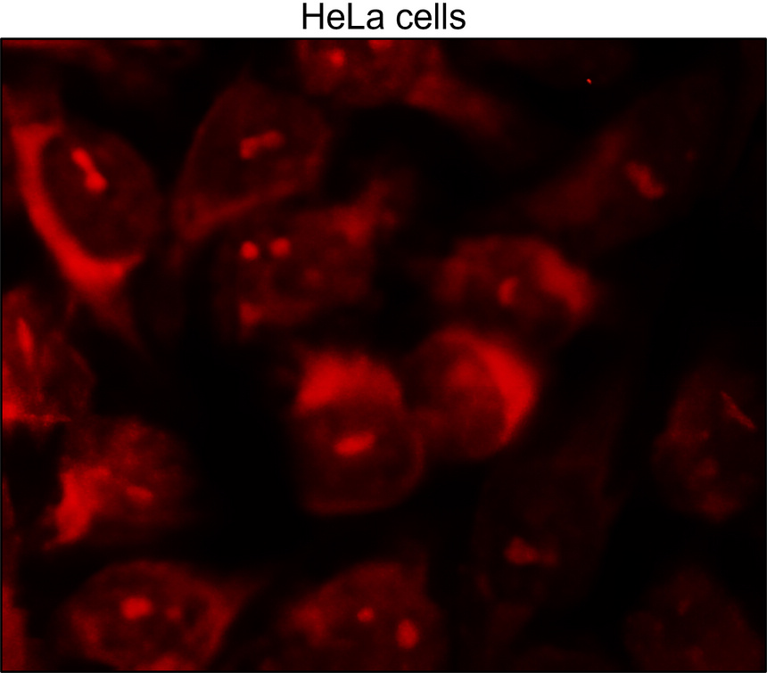 IRM048, CDC42, monoclonal antibody ICC/IF image IRM048, CDC42, monoclonal antibody ICC/IF image