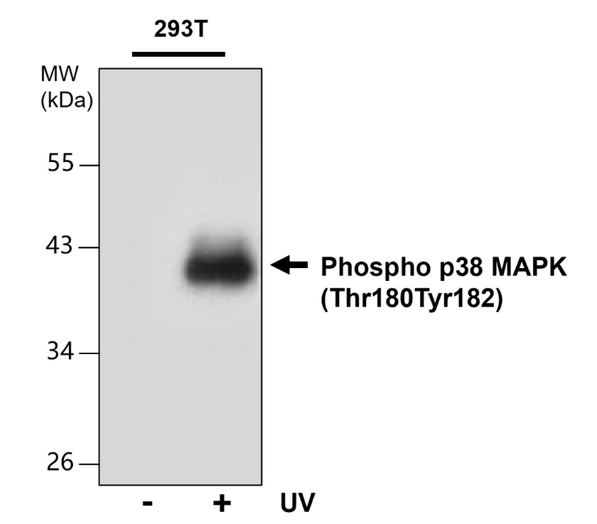 IRM049 Phospho p38 MAPK (Thr180Tyr182), monoclonal antibody WB image