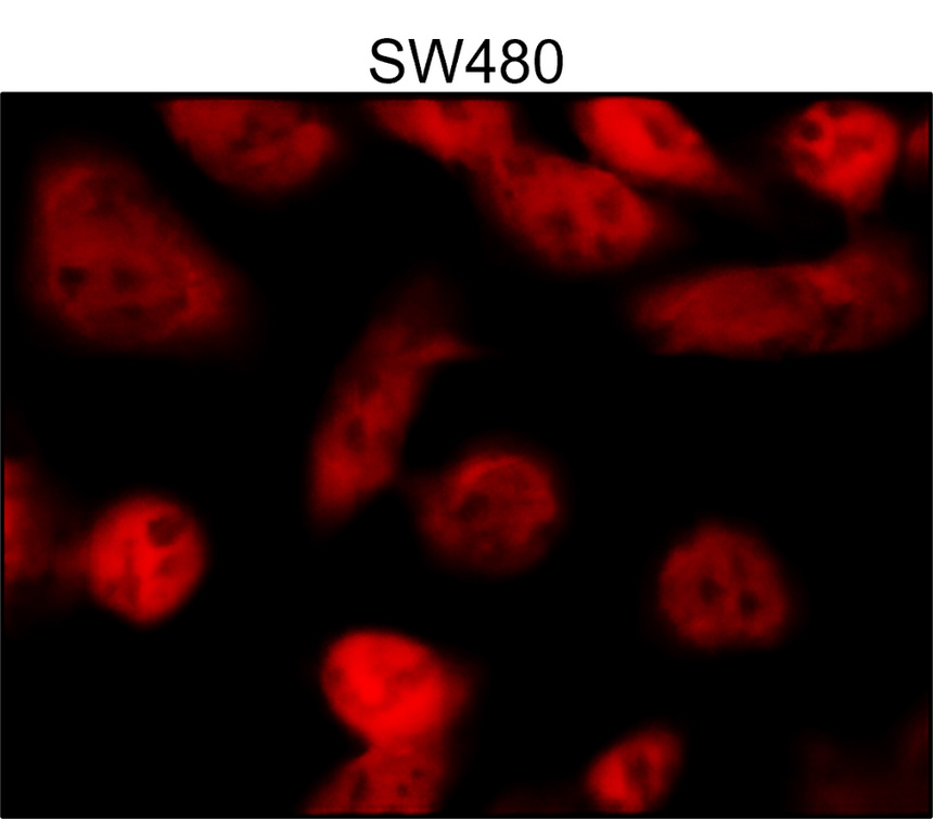 IRM049 Phospho p38 MAPK (Thr180Tyr182), monoclonal antibody ICC/IF image