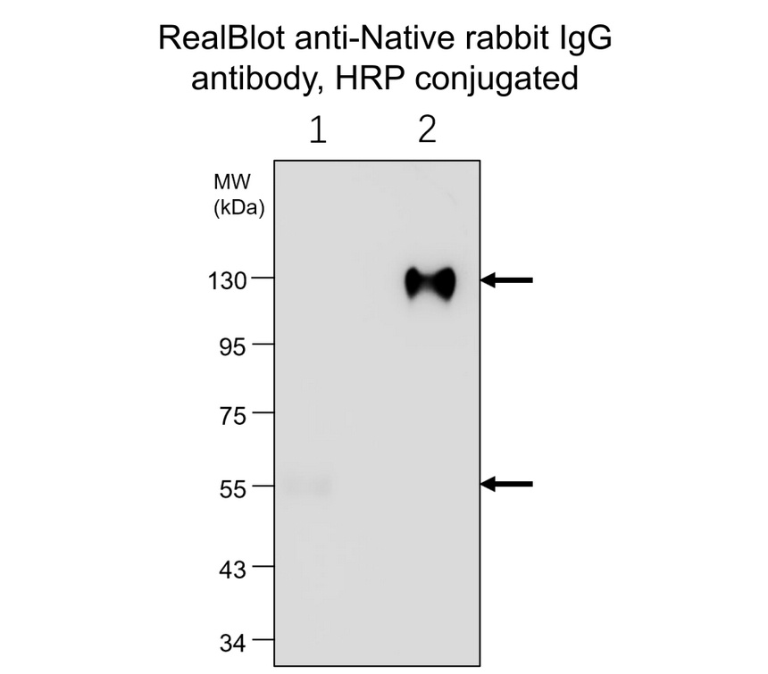 RealBlot anti-Native rabbit IgG antibody, HRP conjugated detects native-rabbit IgG by western blot. RealBlot anti-Native rabbit IgG antibody, HRP conjugated detects native-rabbit IgG by western blot.