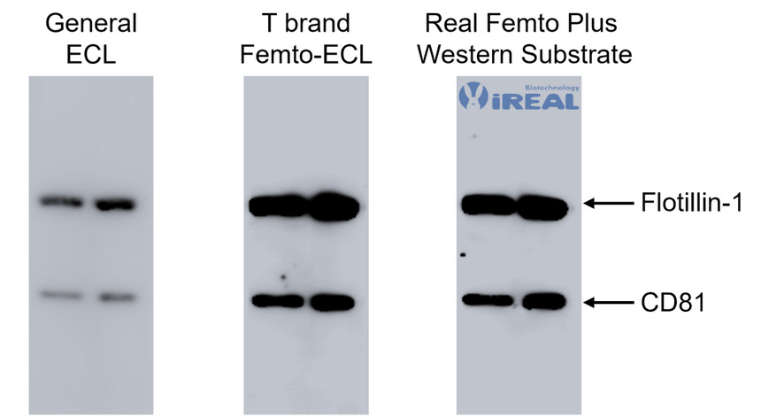 Real Femto Plus Western Substrate Image