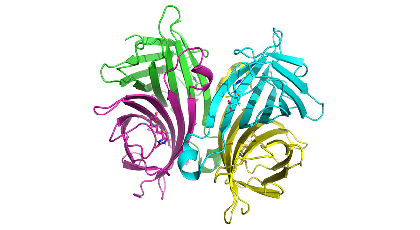 Streptavidin-Biotin Complex Streptavidin-Biotin Complex