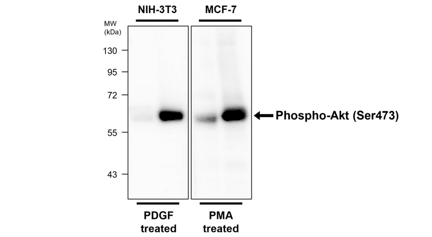 IR172-668 anti-Phospho-AKT (Ser473) antibody WB image IR172-668 anti-Phospho-AKT (Ser473) antibody WB image