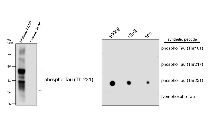 IR40-117 anti-Phospho-Tau (Thr231) antibody WB image IR40-117 anti-Phospho-Tau (Thr231) antibody WB image