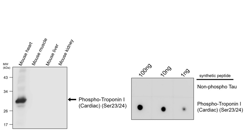 IR299-1 anti-Phospho-Troponin I (Cardiac) (Ser23/24) antibody WB image IR299-1 anti-Phospho-Troponin I (Cardiac) (Ser23/24) antibody WB image