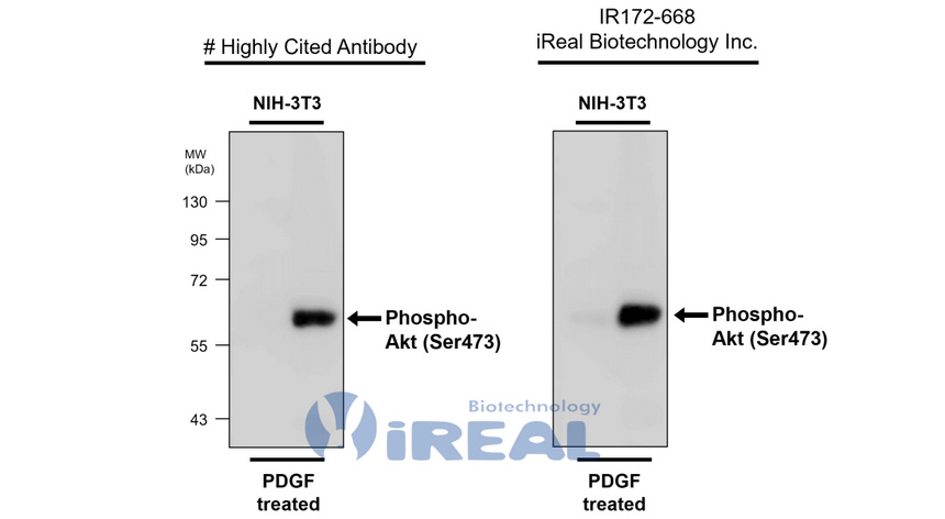 IR172-668 anti-Phospho-Akt (Ser473) antibody WB image IR172-668 anti-Phospho-Akt (Ser473) antibody WB image