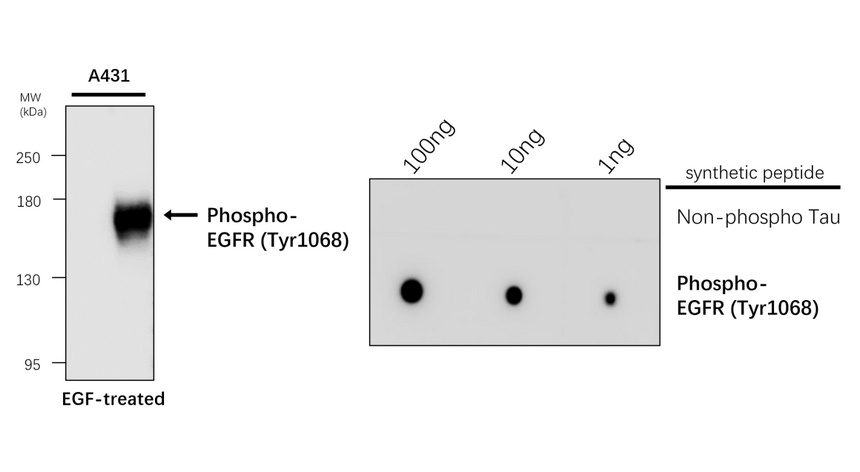 IR280-2 anti-Phospho-EGFR (Tyr1068) antibody WB image IR280-2 anti-Phospho-EGFR (Tyr1068) antibody WB image