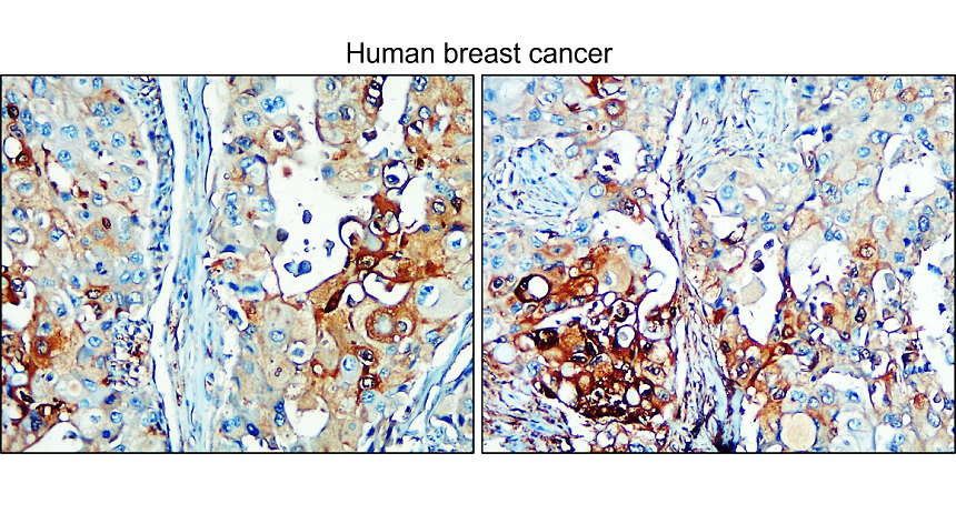 IR31M53 anti-NSE / Enolase-2 monoclonal antibody [12F] IHC image