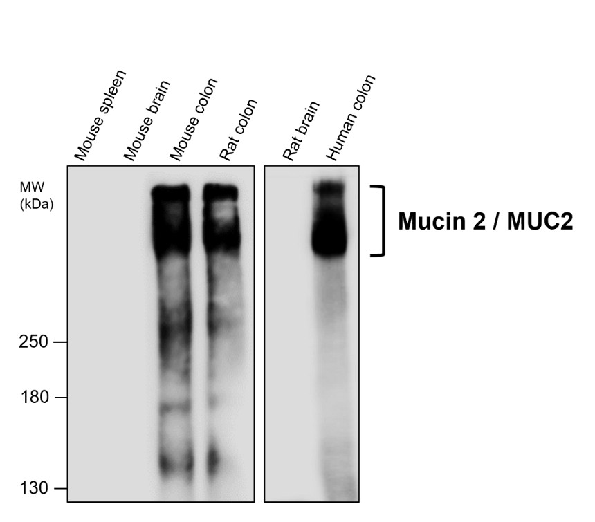 IR359-1 anti-Mucin 2 / MUC2 antibody WB image IR359-1 anti-Mucin 2 / MUC2 antibody WB image