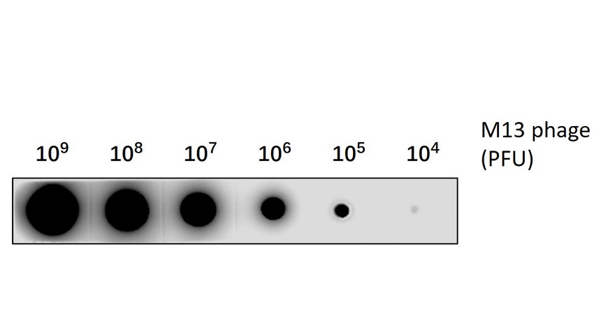 IRCP2312M13 anti-M13 Phage antibody WB image IRCP2312M13 anti-M13 Phage antibody WB image