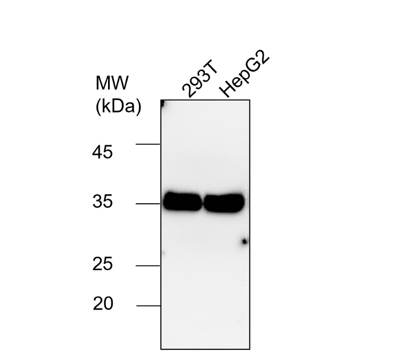 IR3-8 anti-GAPDH antibody WB image IR3-8 anti-GAPDH antibody WB image