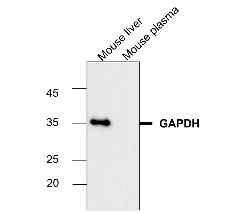IR3-8 anti-GAPDH antibody WB image IR3-8 anti-GAPDH antibody WB image