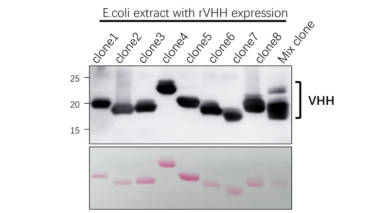 IRALP4502 Rabbit Anti-Alpaca VHH Antibody WB image IRALP4502 Rabbit Anti-Alpaca VHH Antibody WB image
