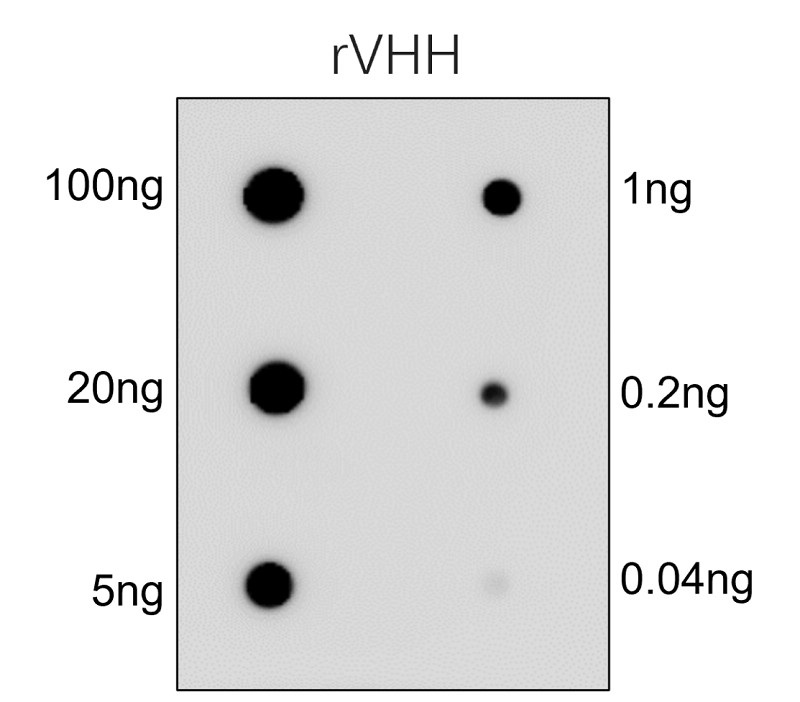 IRALP4502 Rabbit Anti-Alpaca VHH Antibody WB image IRALP4502 Rabbit Anti-Alpaca VHH Antibody WB image