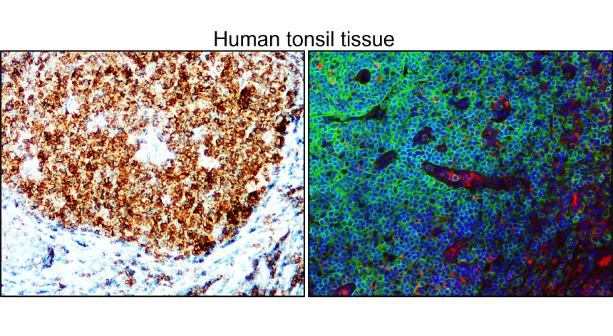 IRM056 human CD45 [HI30] monoclonal antibody IHC image