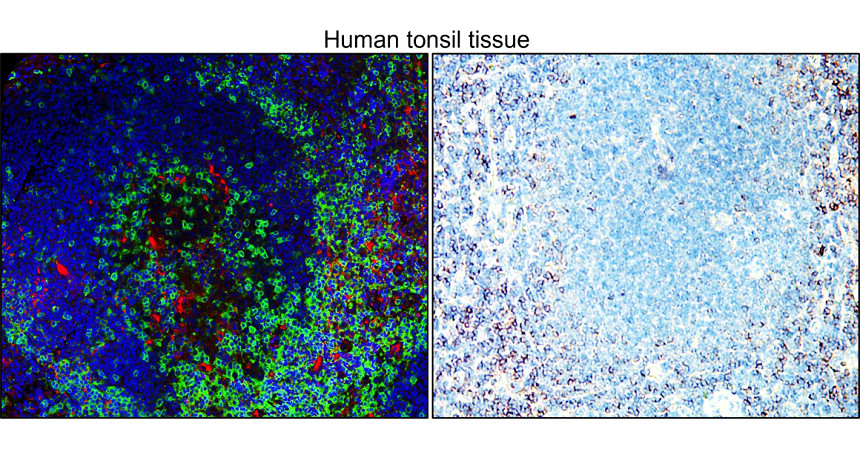 IRQ6002 Human CD4 [SP35] monoclonal antibody IHC image