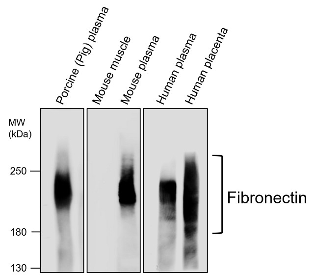IR48-P1 anti-Fibronectin antibody WB image