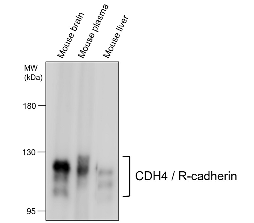 IR282-B1 anti CDH4 / R-cadherin antibody WB image IR282-B1 anti CDH4 / R-cadherin antibody WB image