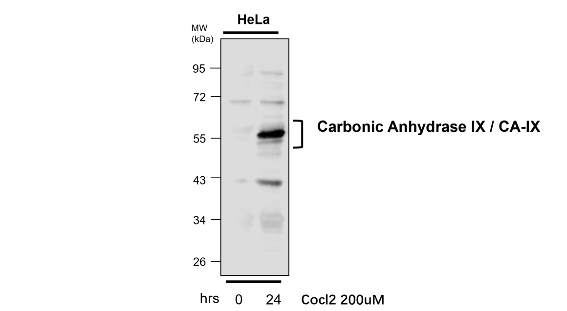 IRY25001 Carbonic Anhydrase IX / CA-IX IgY WB image