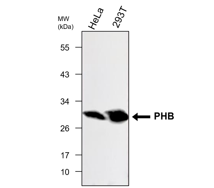 Prohibition / PHB IgY WB image
