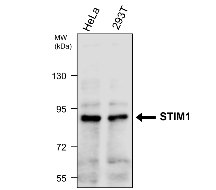 STIM1 IgY WB image