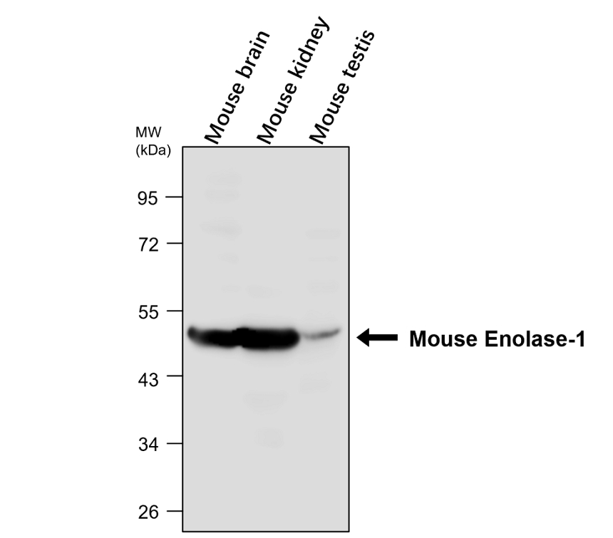 Mouse Enolase-1 / mENO1 IgY WB image