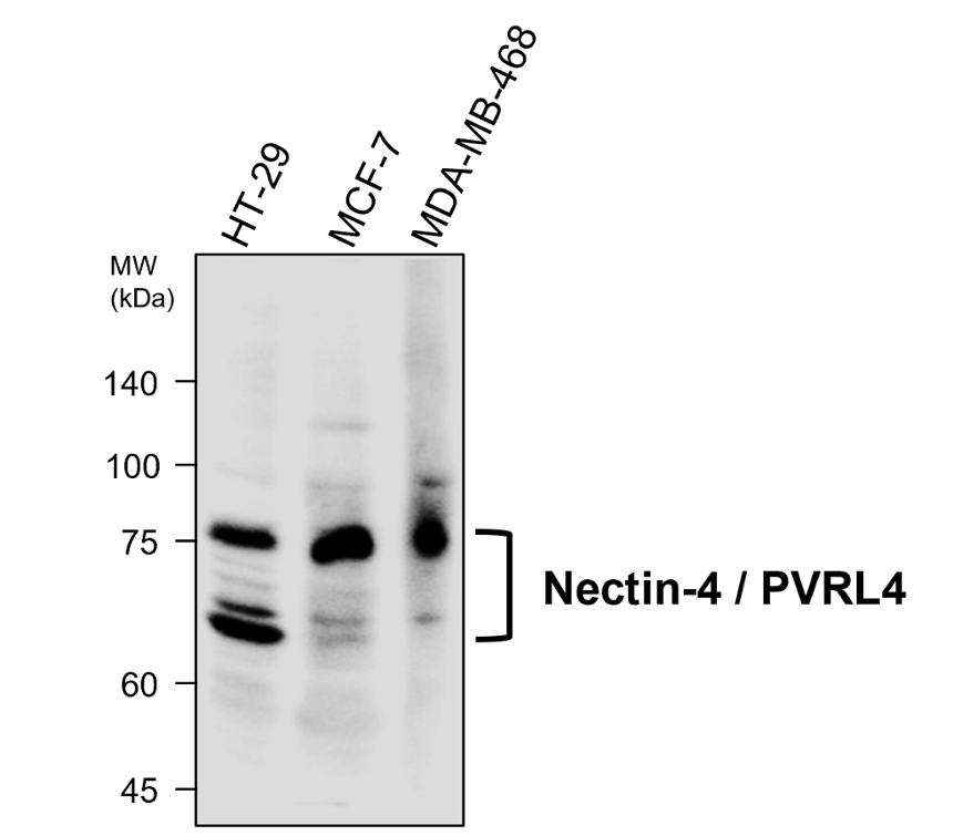 Nectin-4 / PVRL4 IgY WB image