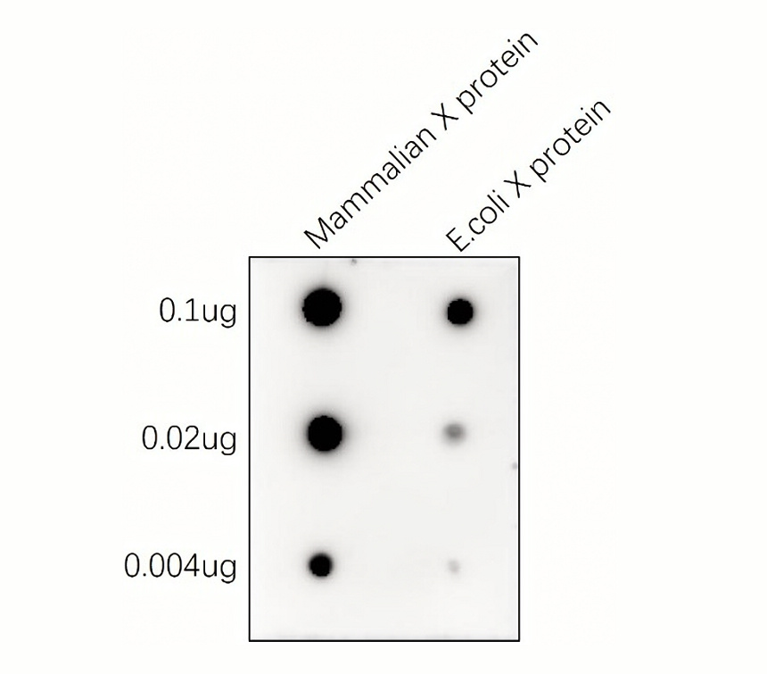 IRALP4502-01 Rabbit Anti-Alpaca VHH Antibody,  HRP Conjugated WB image