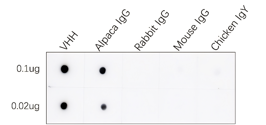 IRALP4502-01 Rabbit Anti-Alpaca VHH  Antibody, HRP Conjugated WB image
